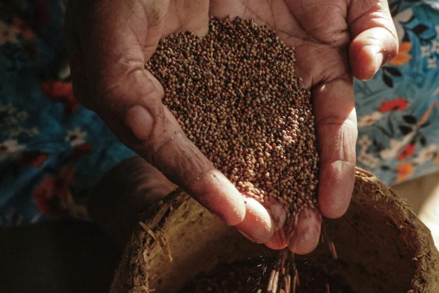Hands holding and pouring seeds into a bowl