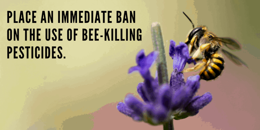 bee pollinating flower global food system