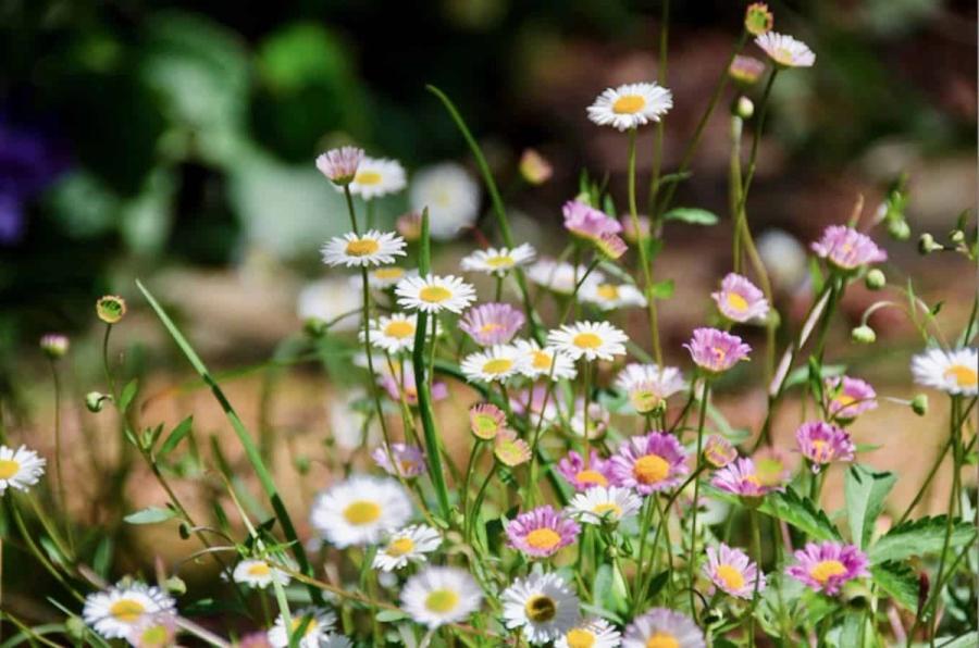 Pink and white daisies with long green stems swaying in a field.