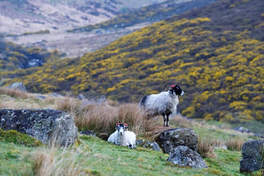 Two sheep in a wild and rocky landscape