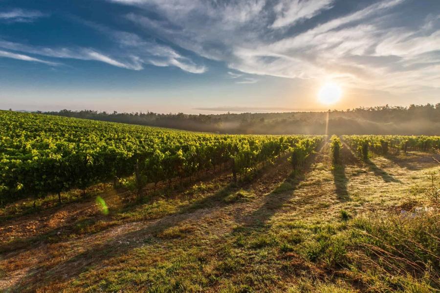 organic wine