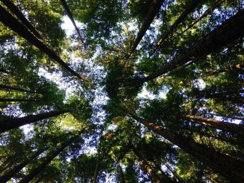 Looking up at trees from below