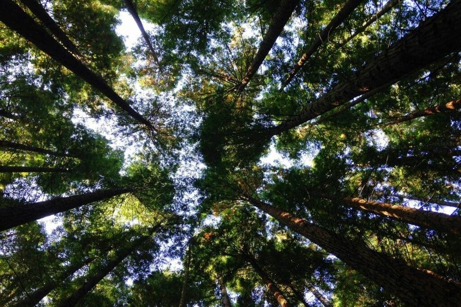Looking up at trees from below