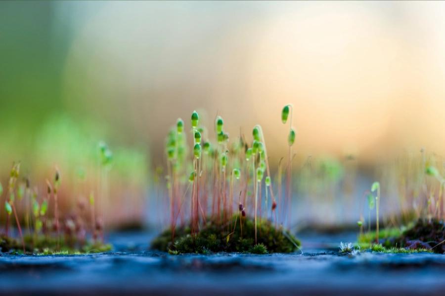 How to use communications to secure investment. Image shows a micro shot of moss on water.