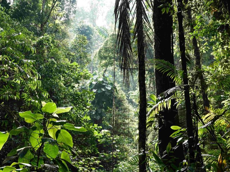Image of a jungle