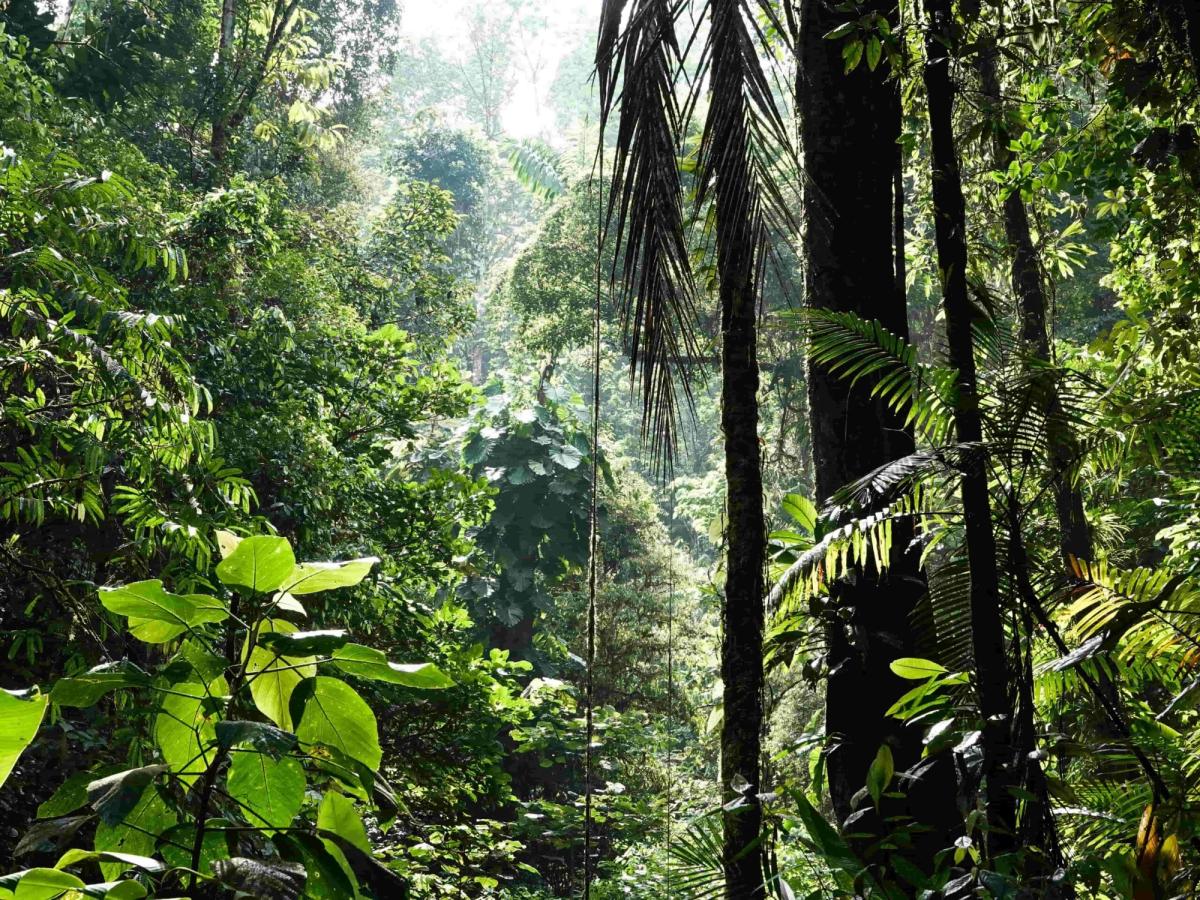 Image of a jungle