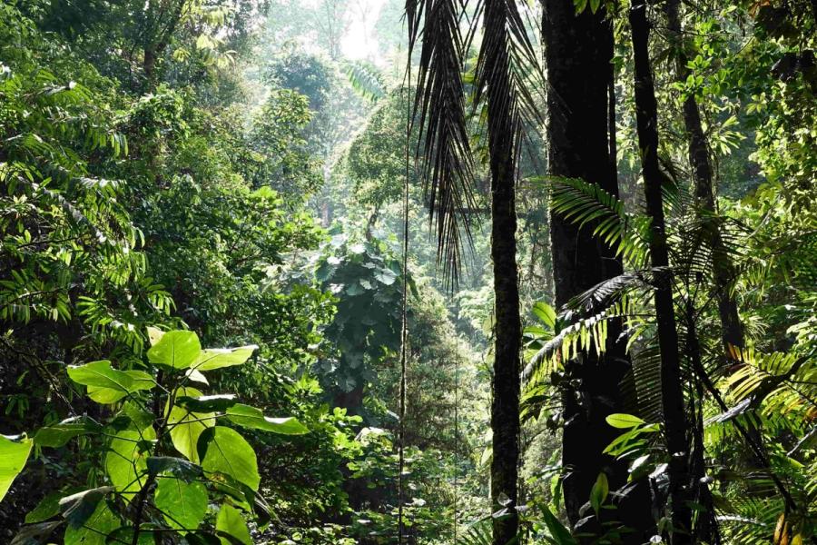 Image of a jungle