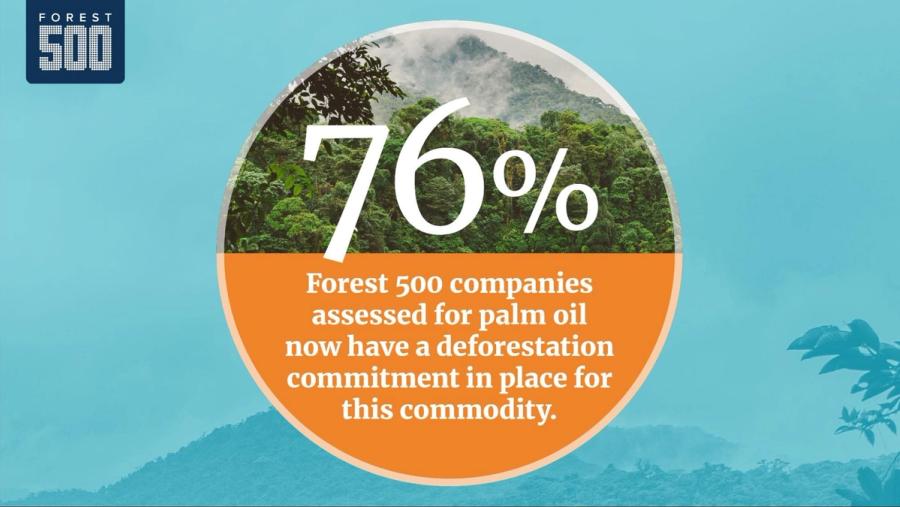 76% of Forest 500 companies assessed for palm oil now have a deforestation commitment in place for this commodity.