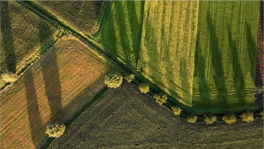 Fields of crop