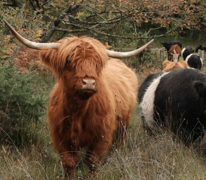 A ginger highland cow stands facing camera