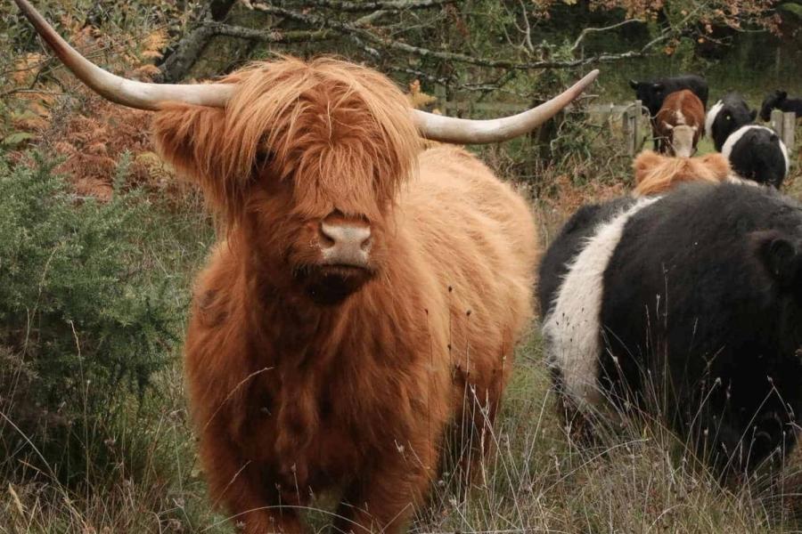 A ginger highland cow stands facing camera