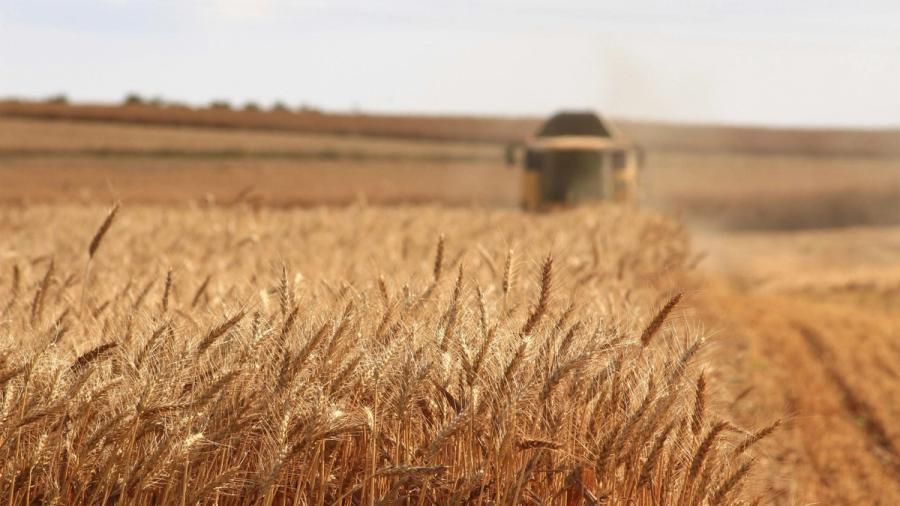 Field of crop
