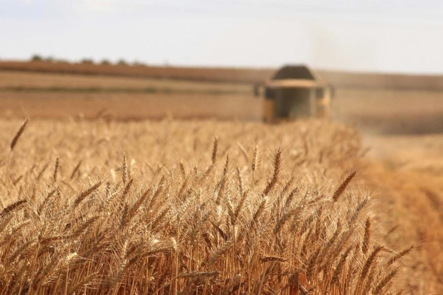 Field of crop