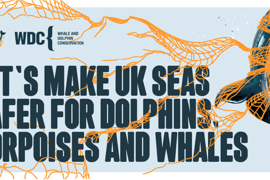 Asset reading 'Let's make UK seas safer for dolphins, porpoises and whales' in bold grey-blue font on a pale blue background. A bright orange net is tangled and draped over the letters, and the tail of a porpoise is tangled in the net. The WDC logo is in the top left corner.