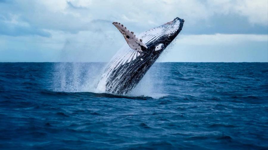 whale diving from water
