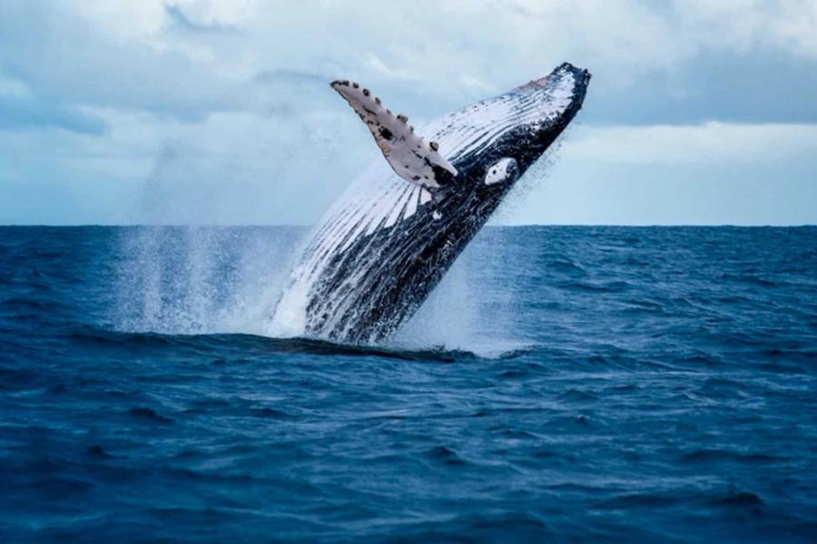 whale diving from water