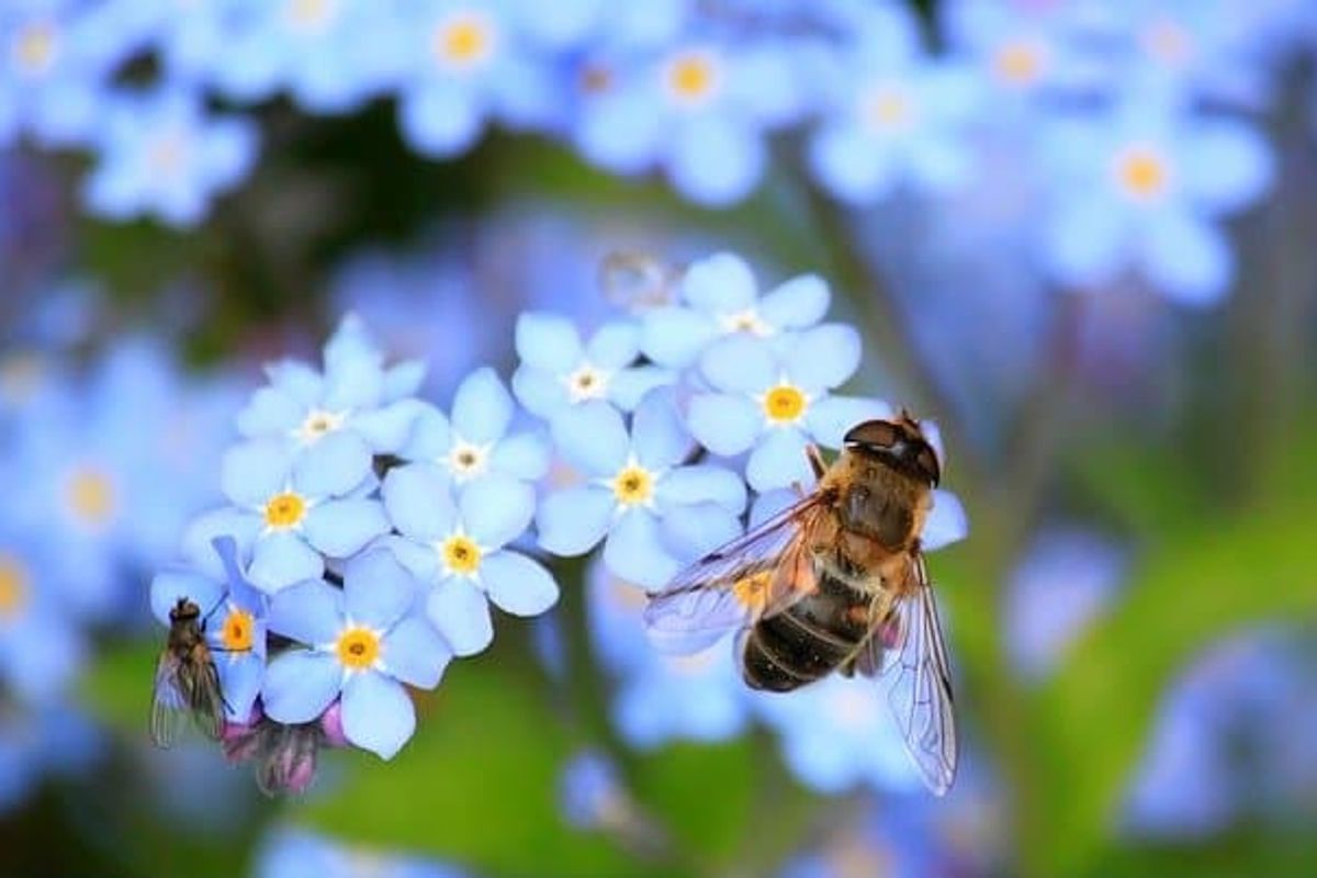 dasgupta-report-biodiversity-bumblebee-on-flower