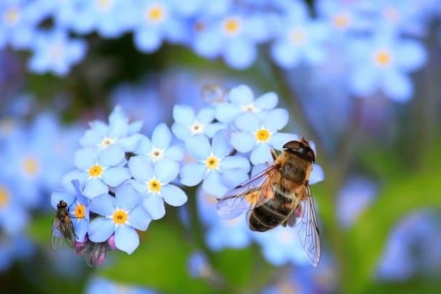 dasgupta-report-biodiversity-bumblebee-on-flower