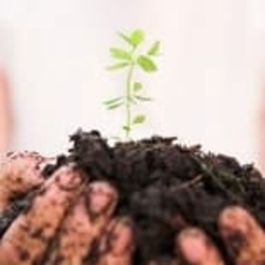 Hands holding plant