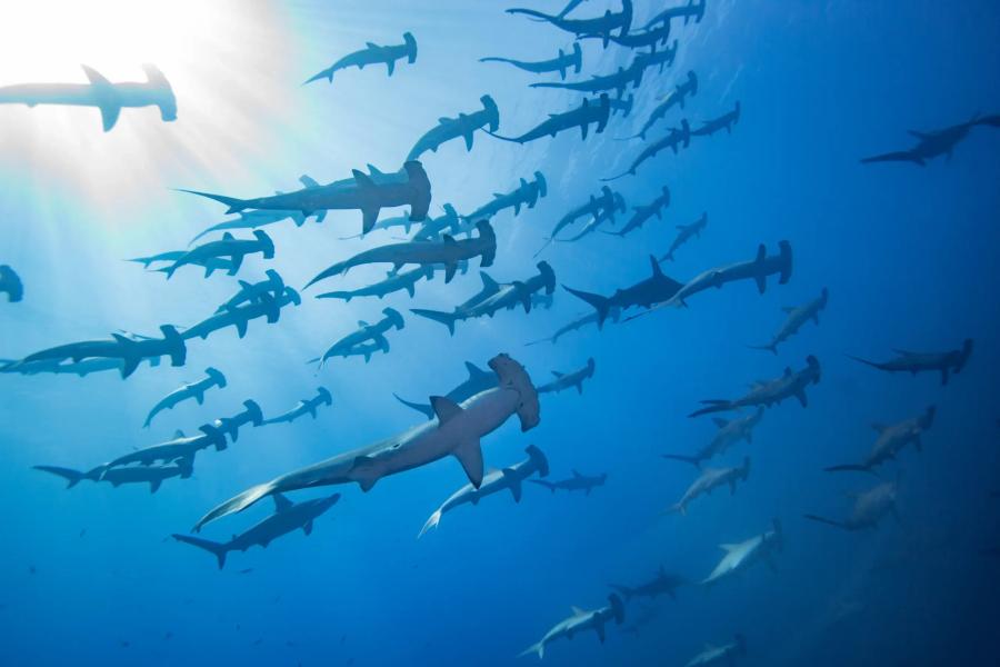 Image of hammer sharks