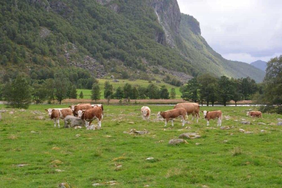 Cows Grazing