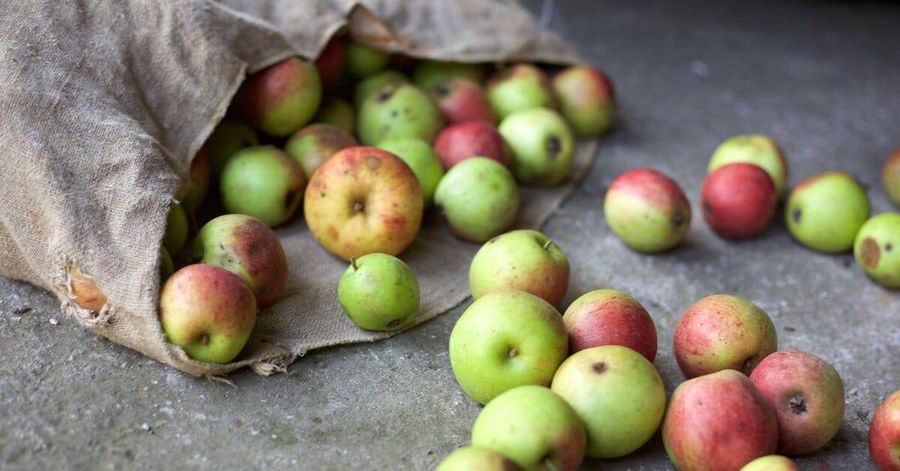 Apples rolling out of brown paper bag