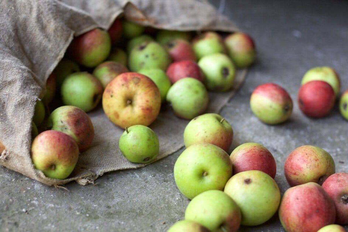 Apples rolling out of brown paper bag