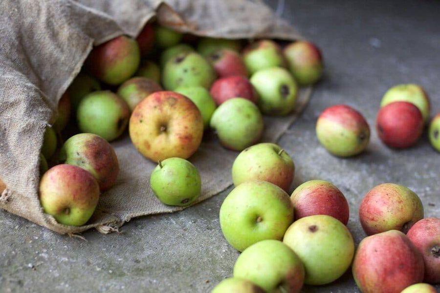 Apples rolling out of brown paper bag