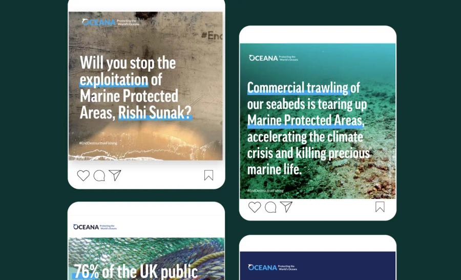 Social media previews of assets developed for Oceana UK's End Destructive Fishing campaign
