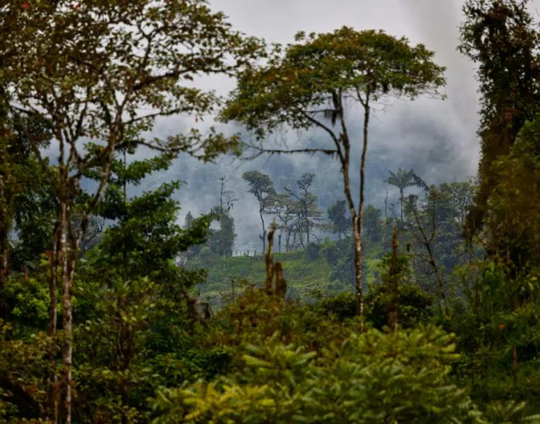 Amazon rainforest