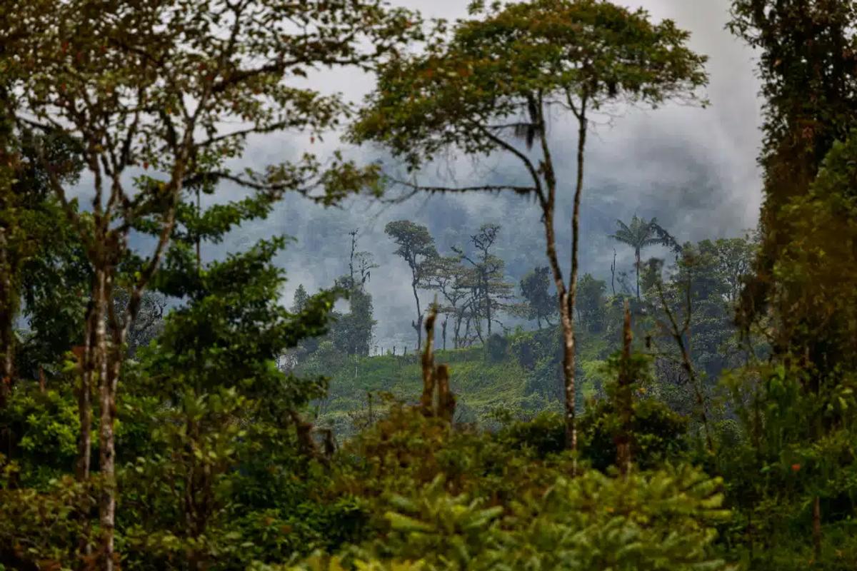 Amazon rainforest