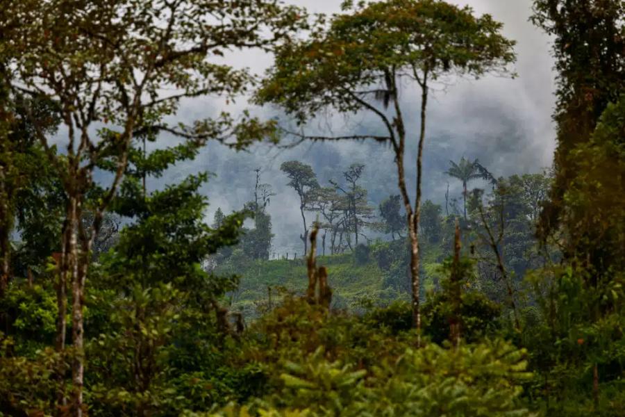 Amazon rainforest