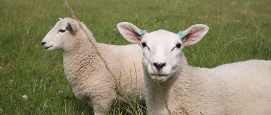 sheep-1600x678x96