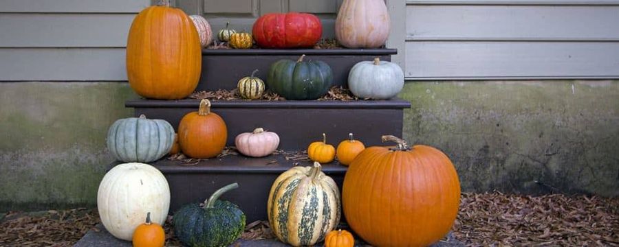 pumpkin challenge