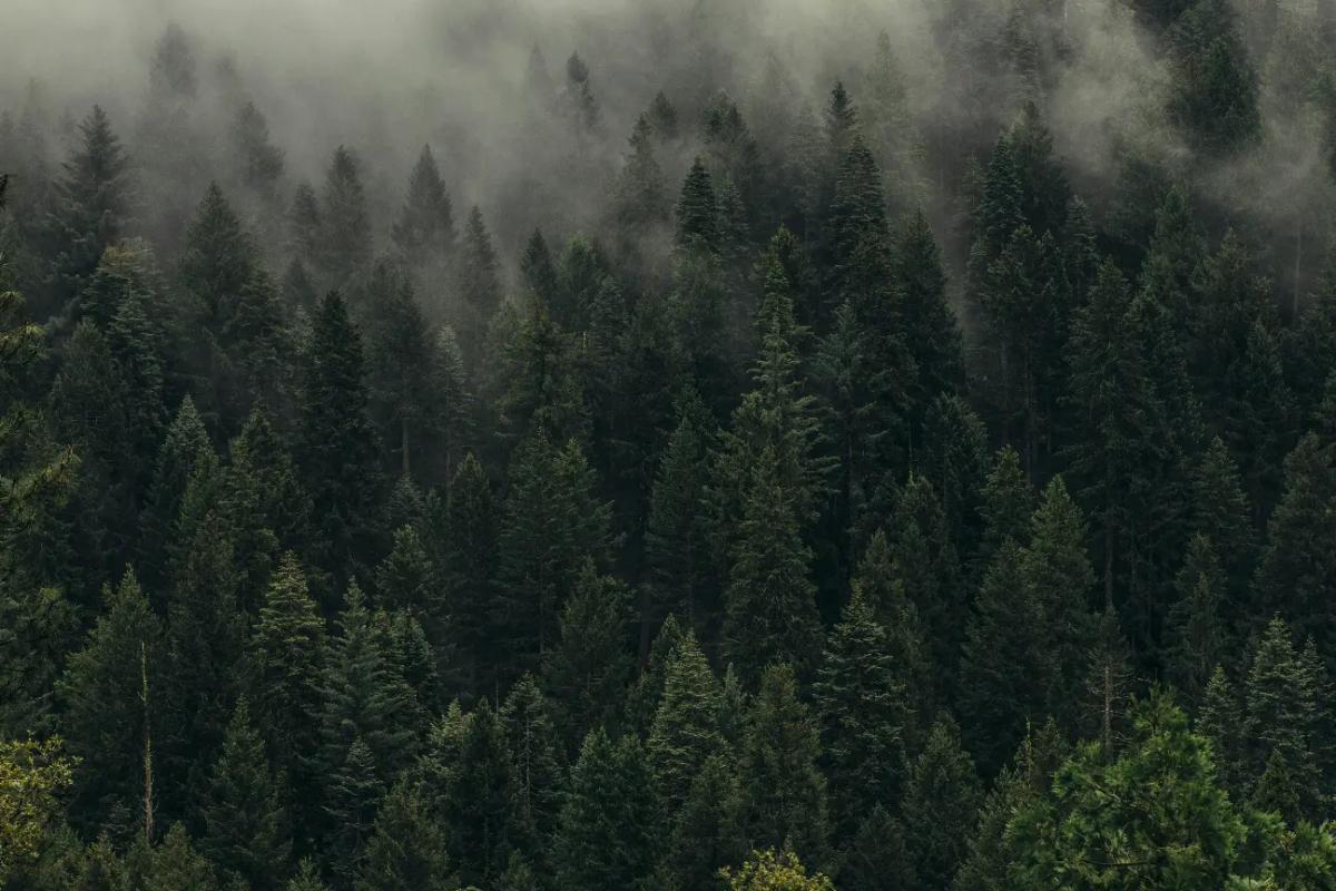 aerial views of trees