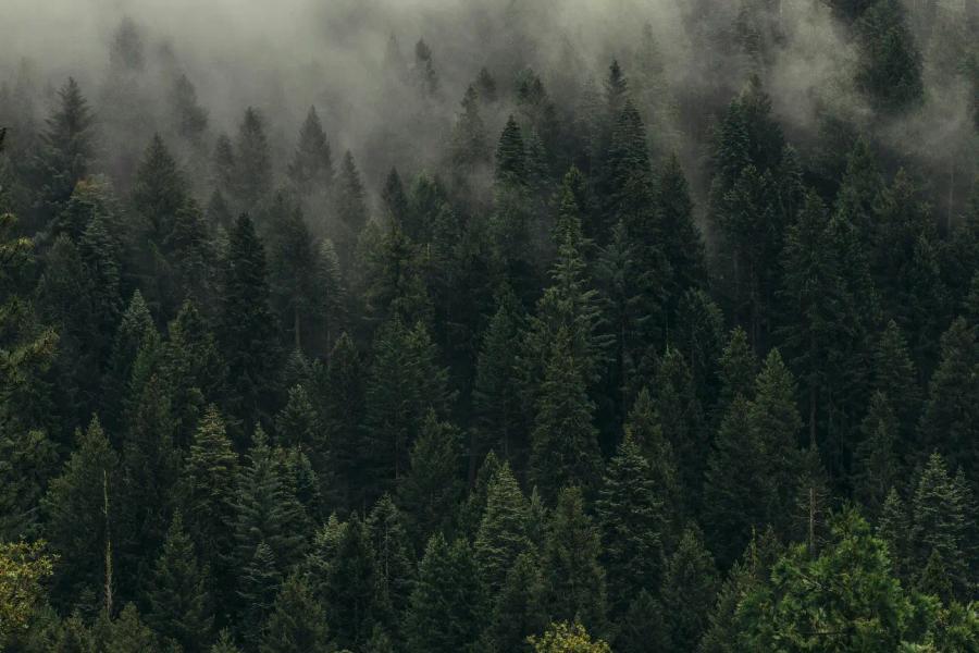 aerial views of trees