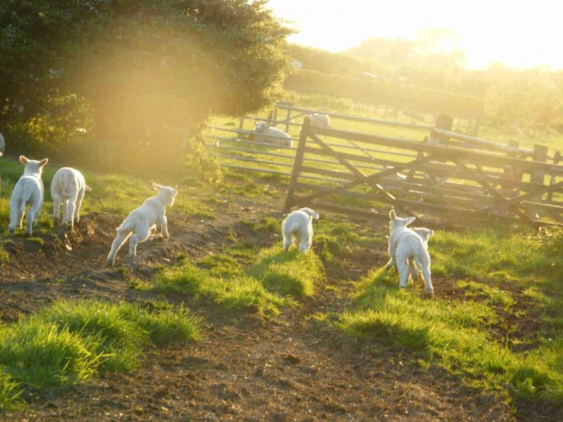 Lambs frolicking in a sunny field.