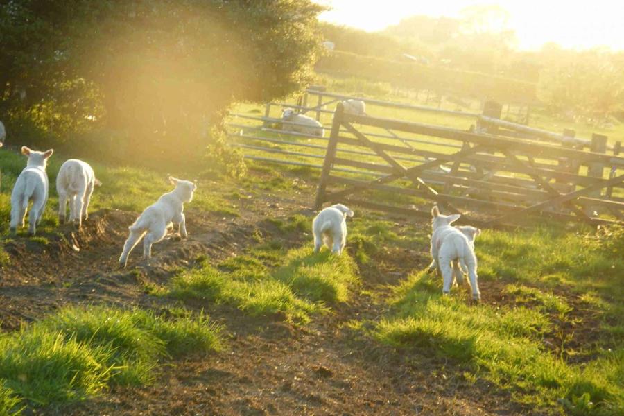 Lambs frolicking in a sunny field.