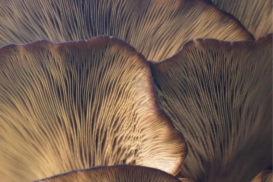 Can nature solve our clean tech crisis. Image shows a micro close up of the under-side of a mushroom.