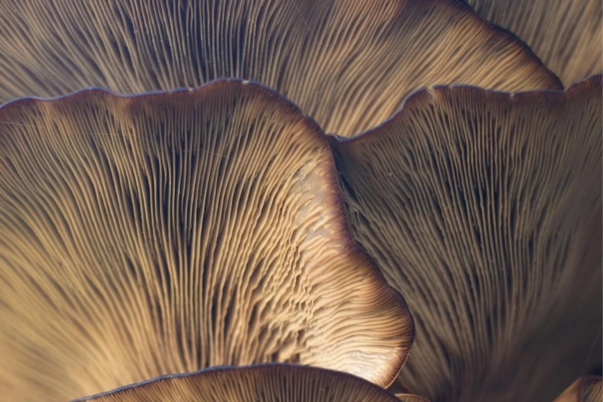 Can nature solve our clean tech crisis. Image shows a micro close up of the under-side of a mushroom.