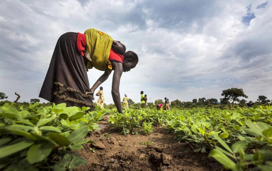 Woman working in a field