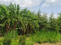 5 Bedroom All Ensuite Mansion for Sale in Maranda, Bondo – 1.25 Acre Prime Property Near Lake Victoria | KES 30M - Image 19