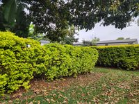 Rustic Four-Bedroom Family Home with Guest Wing — Karbasiran Road, Lavington - Image 4