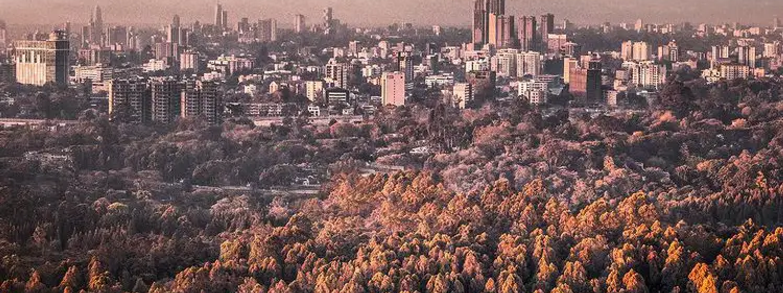 PARKLANDS & KARURA | NAIROBI'S GREEN DIPLOMATIC CORRIDOR