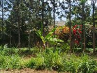 5 Bedroom All Ensuite Mansion for Sale in Maranda, Bondo – 1.25 Acre Prime Property Near Lake Victoria | KES 30M - Image 12