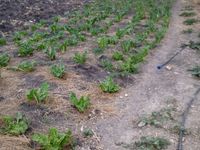 Prime 50 × 100 Plots for Sale – Malaa - Image 1