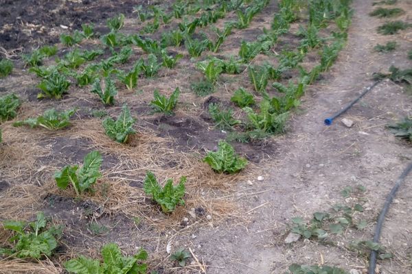 Prime 50 × 100 Plots for Sale – Malaa