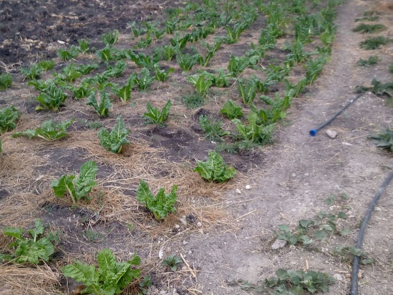 Prime 50 × 100 Plots for Sale – Malaa