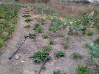 Prime 50 × 100 Plots for Sale – Malaa - Image 2