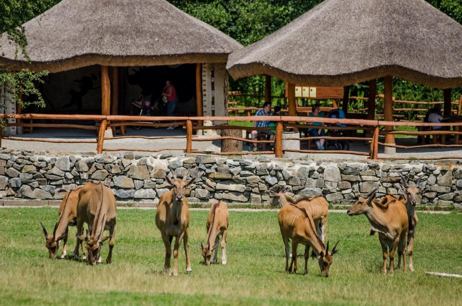 Wypożyczalnia minibusów z kierowcą – wycieczka do ZOO w Ostrawie